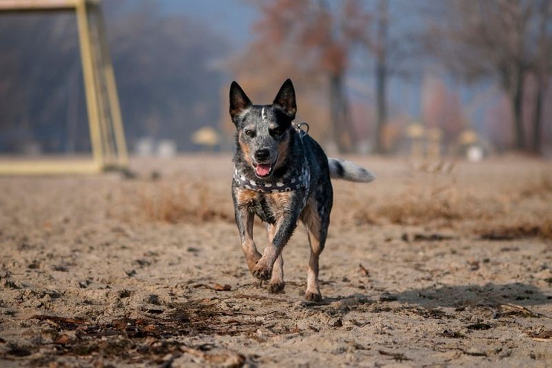 Australian Cattle Dog corre lungo la costa