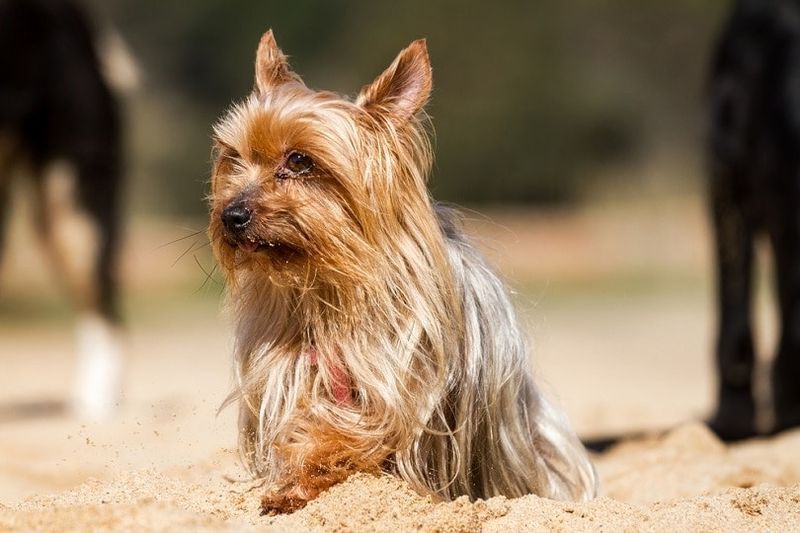 Yorkshire Terrier cane seduto sulla sabbia