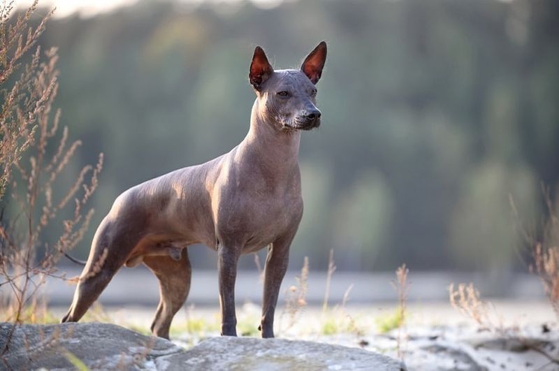 Xoloitzcuintle in piedi su un paesaggio naturale