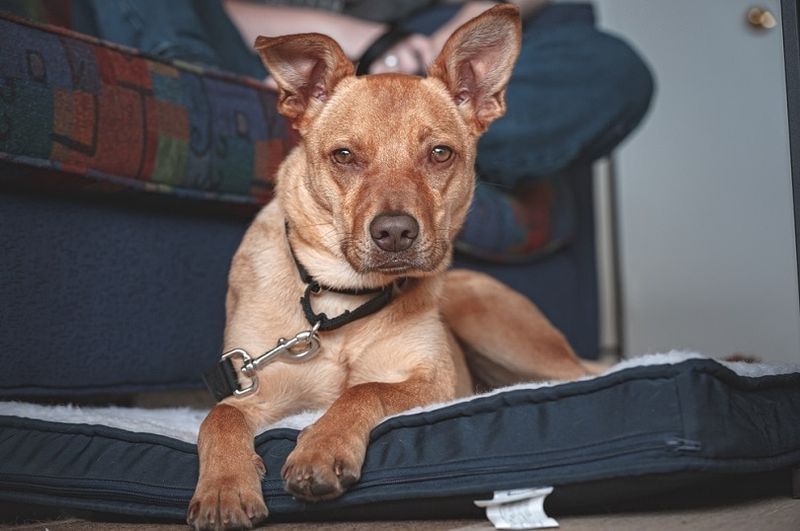 Potcake Dog in appoggio sulla sua stuoia