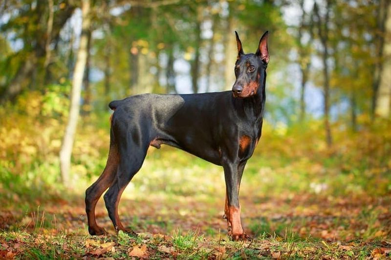 Dobermann Pinscher