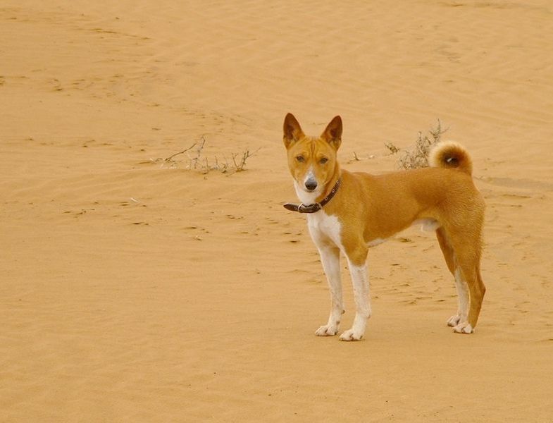Basenji in un deserto