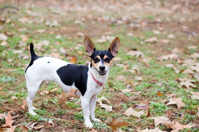Rat Terrier sorridente