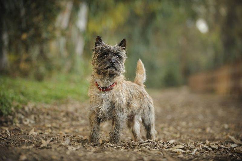 Cairn Terrier cane in piedi sul sentiero