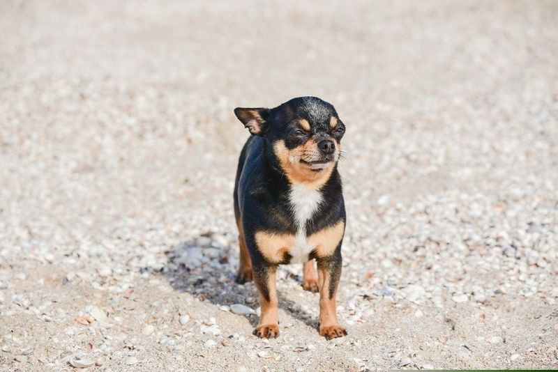 cane chihuahua in posa su una spiaggia