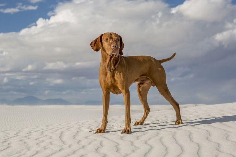 vizsla cane in piedi in un deserto di sabbia bianca