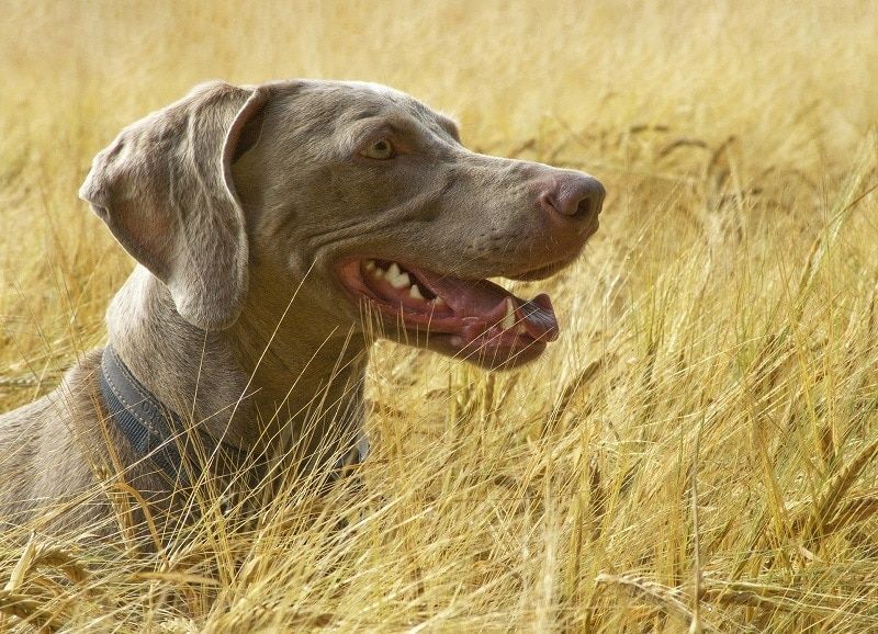 Hund på Bygmarken