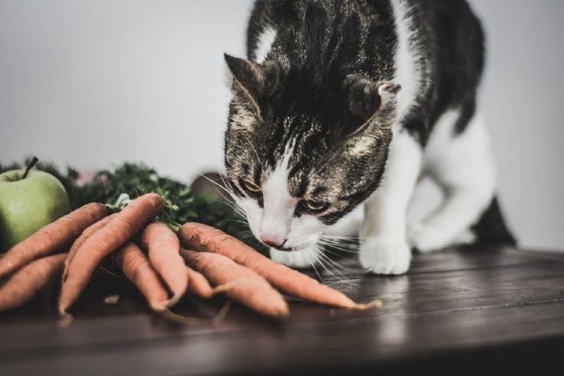 chats reniflant des carottes