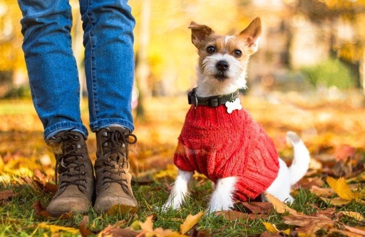 perro con abrigo rojo