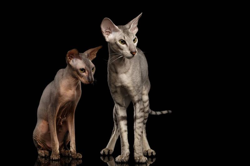 Dos Peterbald con fondo negro