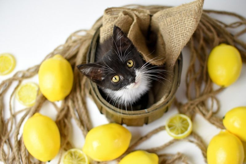 triste gatto solitario