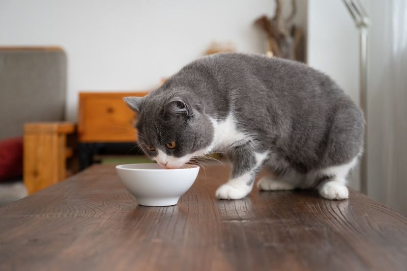 una veterinaria con gatto