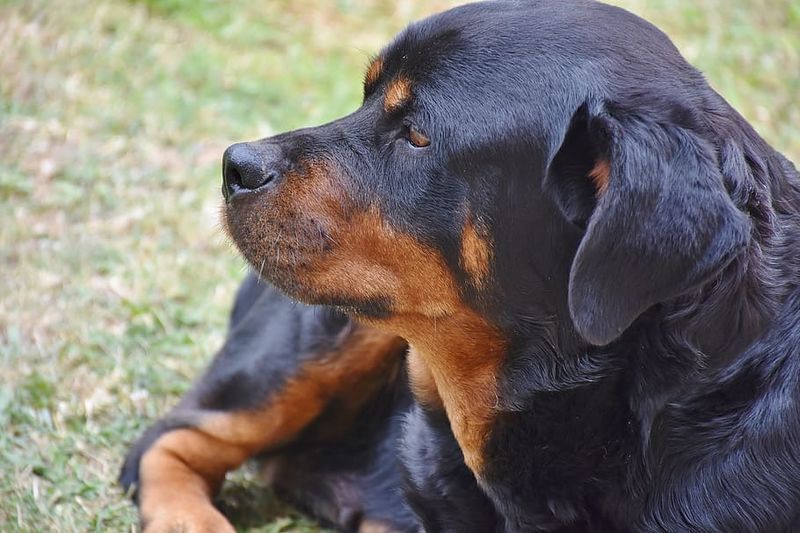 rottweiler dubh is meirge
