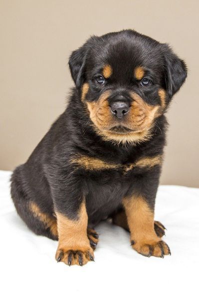 cuilean rottweiler dubh is tan