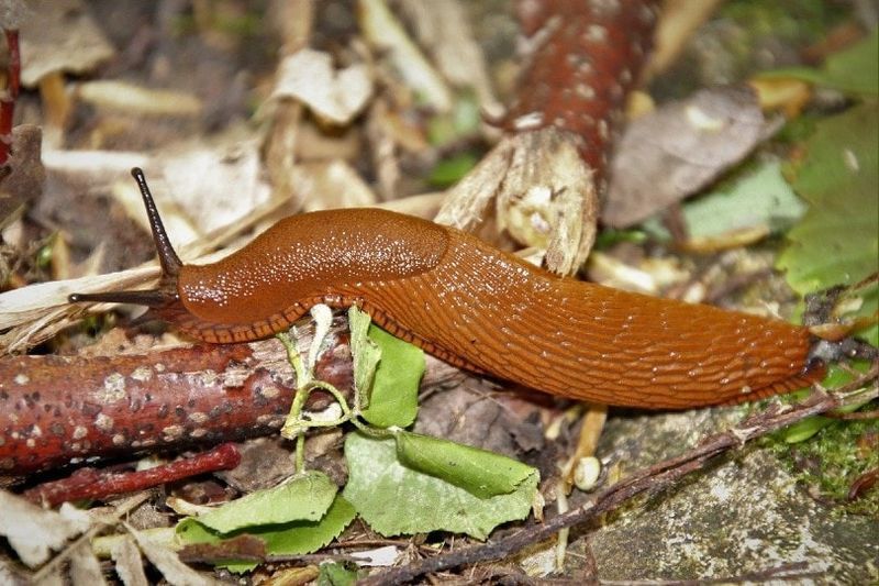 babosa en el bosque