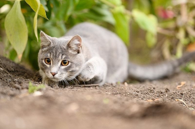 caza de gatos