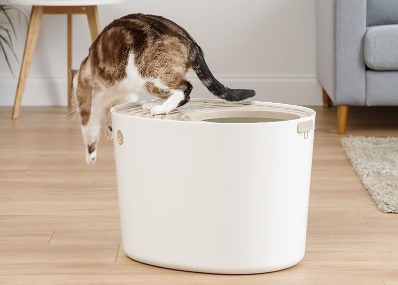 Katze, die von der Katzentoilette mit oberem Eingang herunterkommt