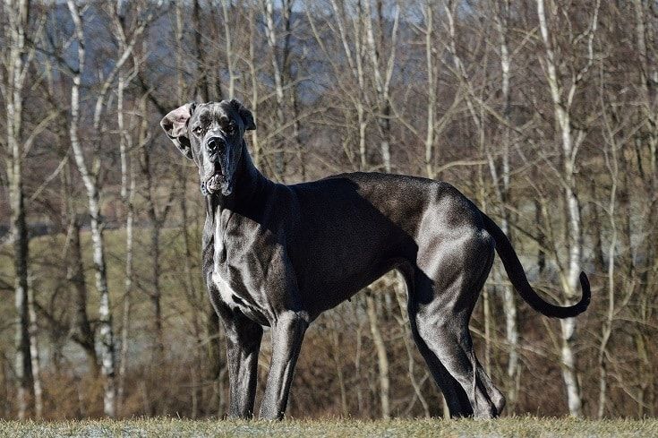 Deense dog