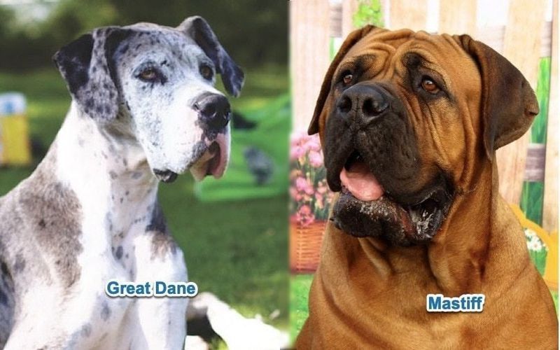 great dane vs mastiff