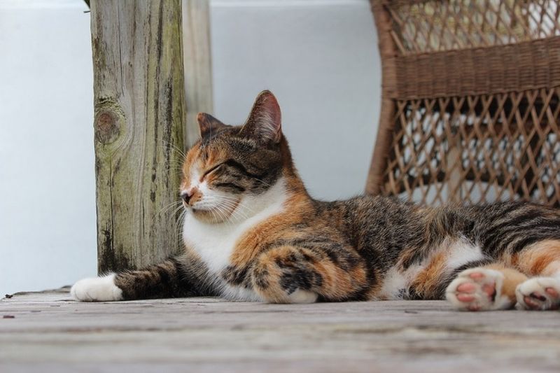 Outdoor-Katze, die sich auf einer Holzterrasse entspannt
