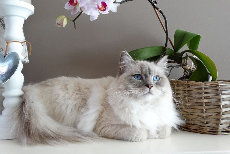 ragdoll op de grond liggen