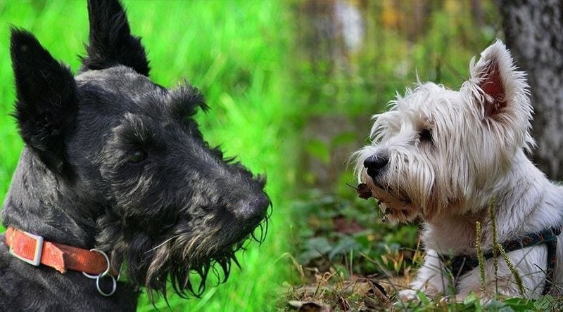 Bushland terrier