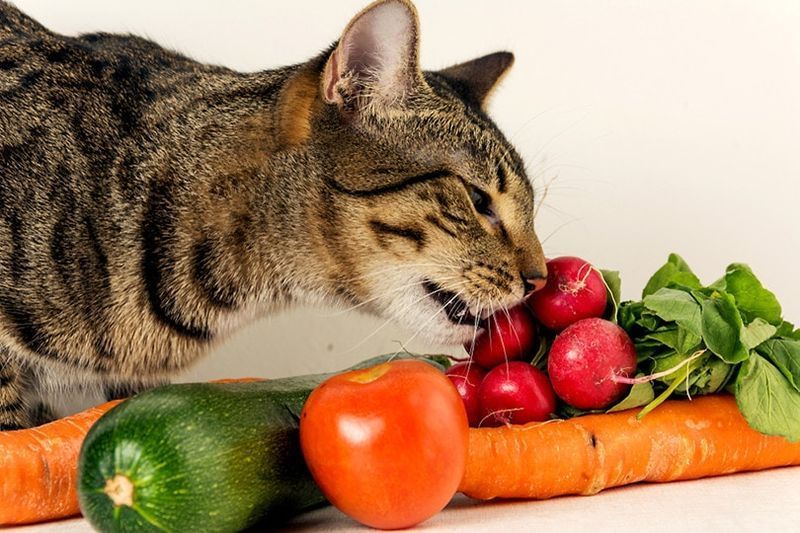 diviseur-de-patte-de-chat-hepper