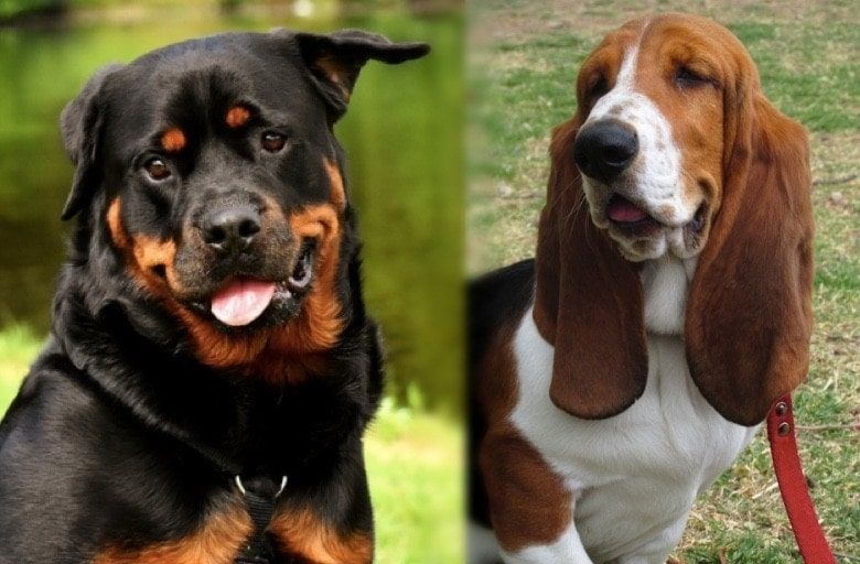 pagrindinės rottie basset veislės (1)