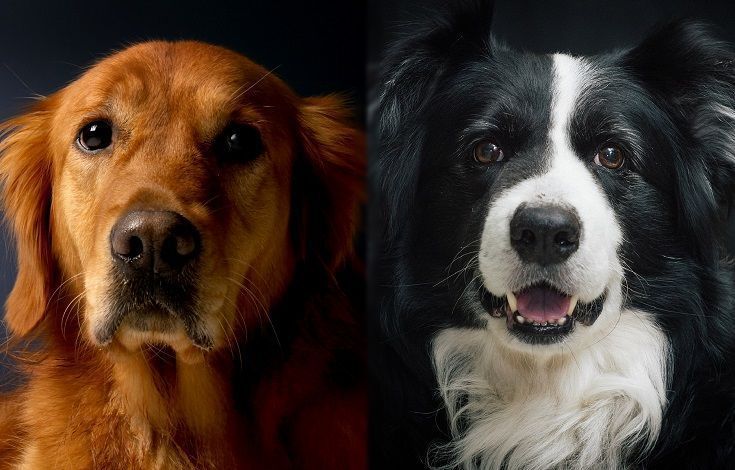 De ouders van de Gollie