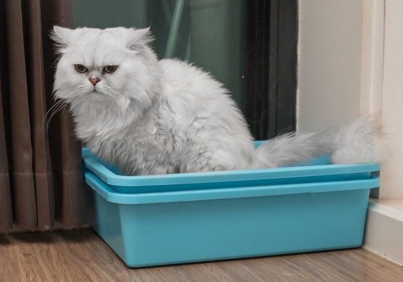 hvit persisk katt med søppelkasse