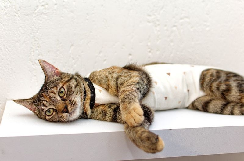 een gestreepte kat in een medische deken na een sterilisatieoperatie