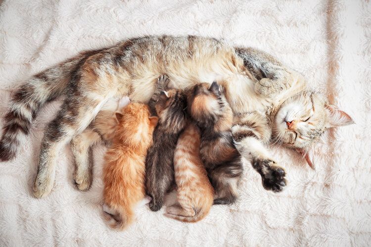 grijze moederkat zogende kittens