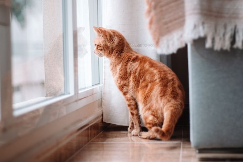 Kat in huis kijkt uit het raam