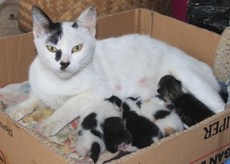 Kat en haar kittens in een doos