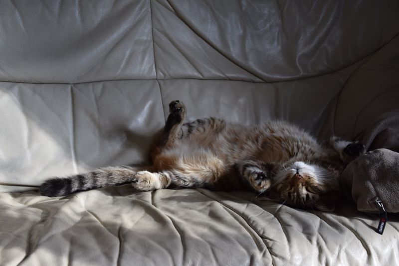 katten ligger på sofaen