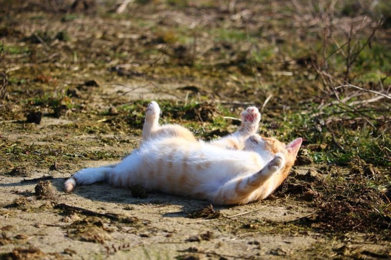 katt som ligger på bakken