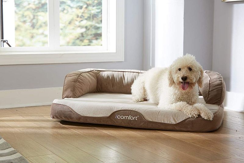 Meilleur lit de refroidissement pour chien