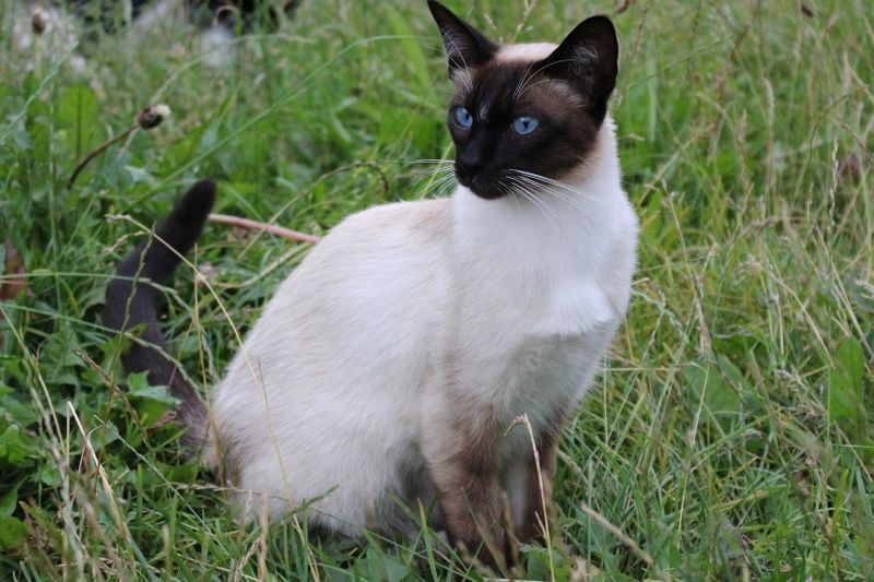 Siamkatze in grass_rihaij_Pixabay