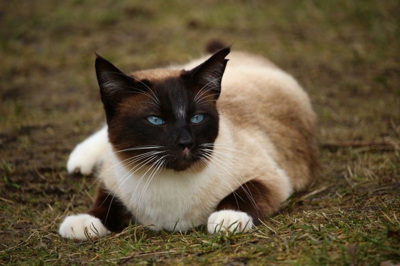 Siamkatze_rihaij_Pixabay