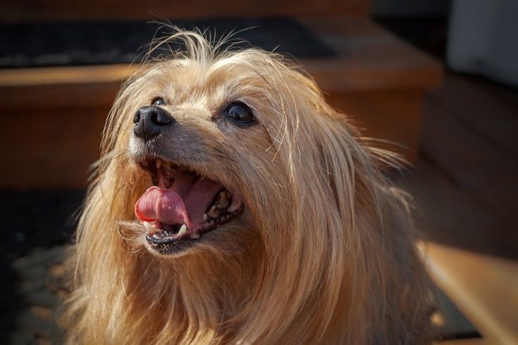 Yorkie Pommeren mix