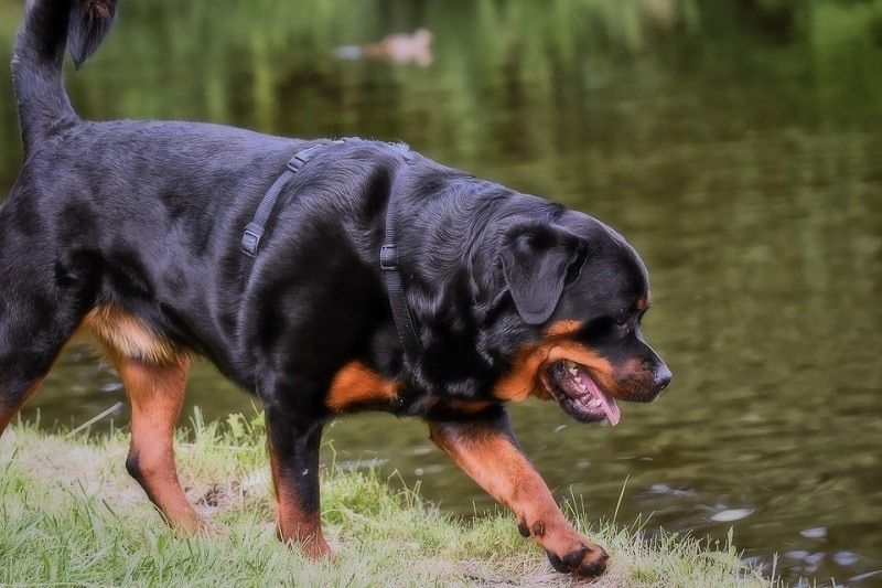 rotvajlera
