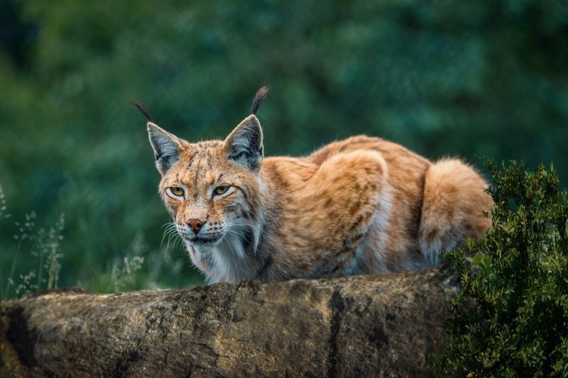 Bobcat gehurkt op de top van een rotsblok