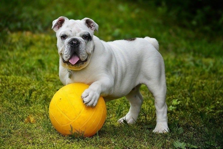 Bulldog Beurla le ball buidhe
