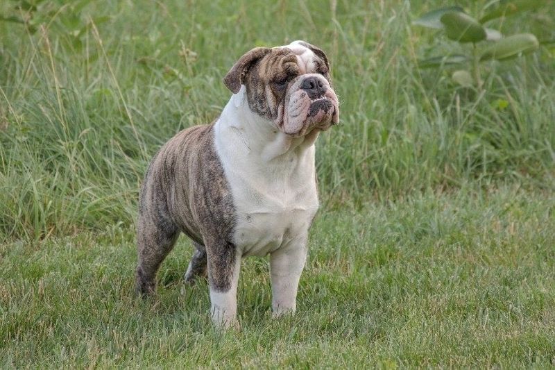 Bulldog Beurla na sheasamh air feur