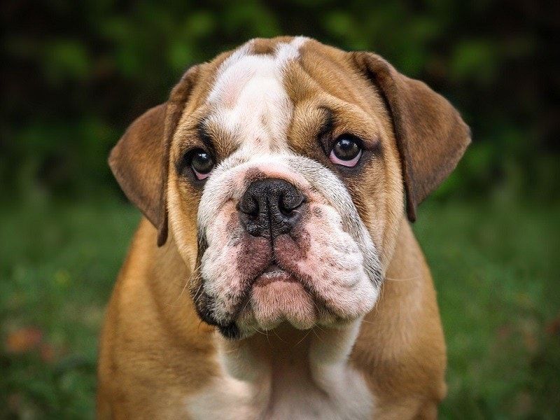 bulldog Beurla