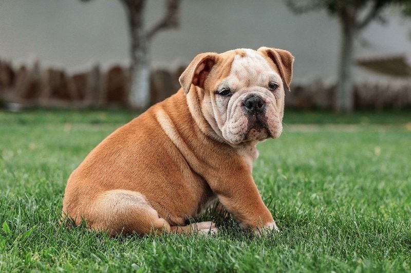 bulldog Beurla na shuidhe air feur