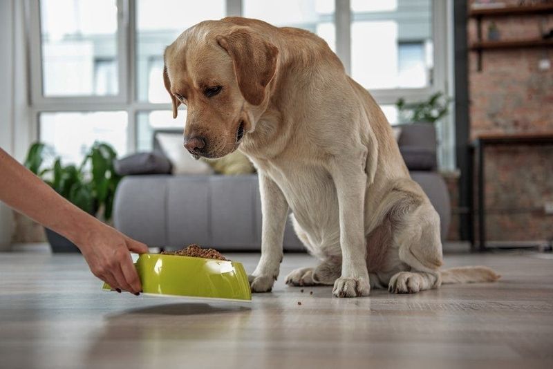 labrador tittar på sin mat