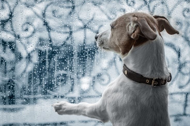pas jack russel na prozoru
