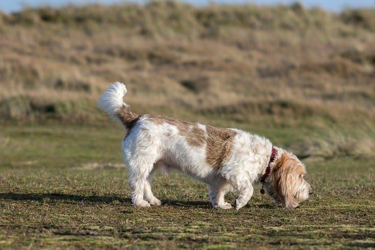 Grand Basset Griffon Vendeen_Shutterstock_Ian Dyball