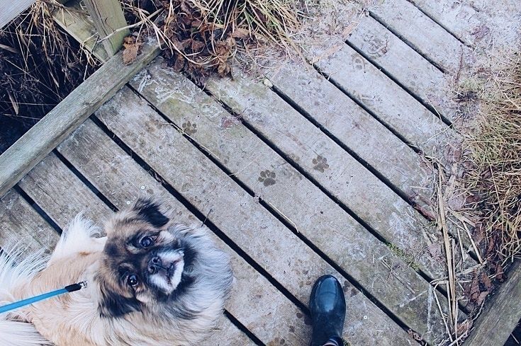 perro con correa mirando hacia arriba